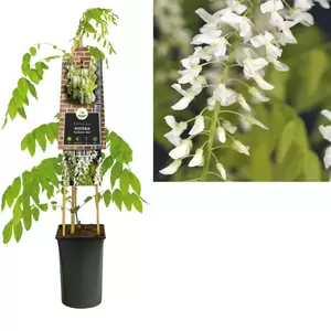 Wisteria floribunda 'Alba'