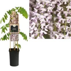 Wisteria floribunda 'Rosea' | Blauwe regen Pot16cm