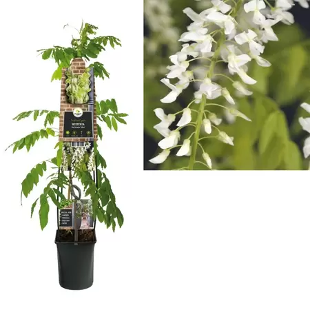 Wisteria floribunda 'Alba'