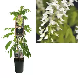 Wisteria floribunda 'Alba'