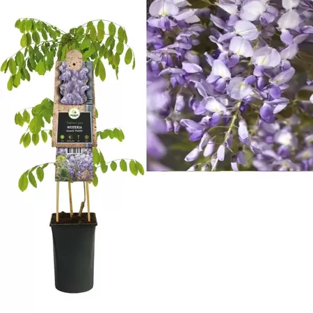 Wisteria sinensis 'Prolific' | Blauwe regen Pot16cm