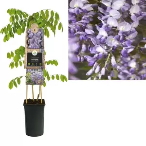 Wisteria sinensis 'Prolific' | Blauwe regen Pot16cm