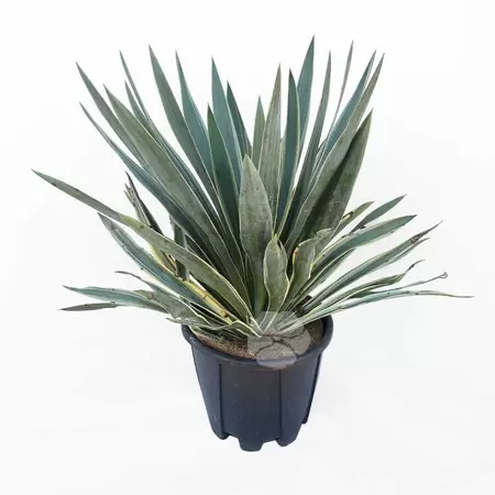 Yucca gloriosa Variegata | Palmlelie