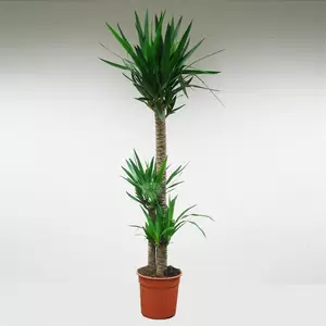 Yucca | Palmlelie Pot27cm H170cm