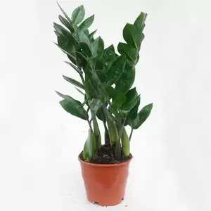 Zamioculcas Zamiifolia