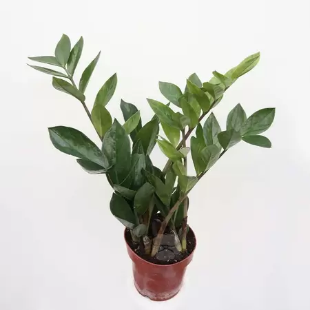 Zamioculcas Zamiifolia