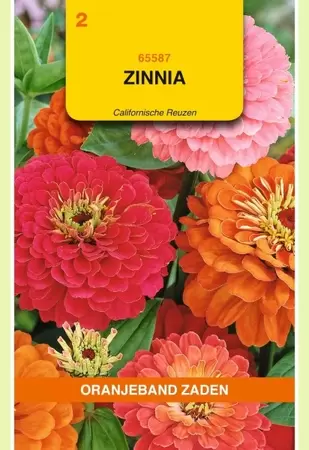 Zinnia Californische Reuzen gemengd Oranjeband - afbeelding 1