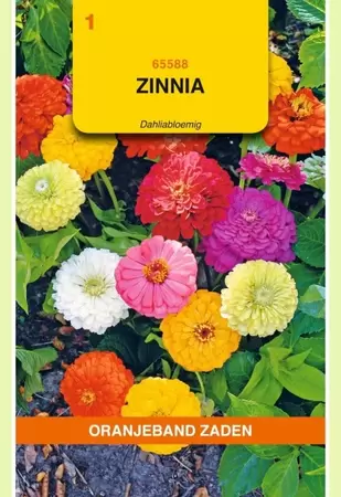 Zinnia Dahliabloemig gemengd Oranjeband - afbeelding 1