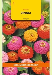 Zinnia Pompon gemengd Oranjeband - afbeelding 1