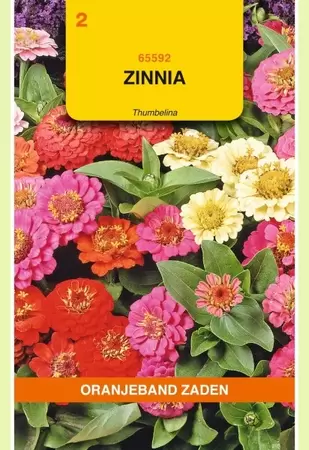 Zinnia Thumbelina gemengd Oranjeband - afbeelding 1