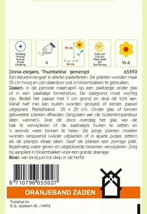 Zinnia Thumbelina gemengd Oranjeband - afbeelding 2