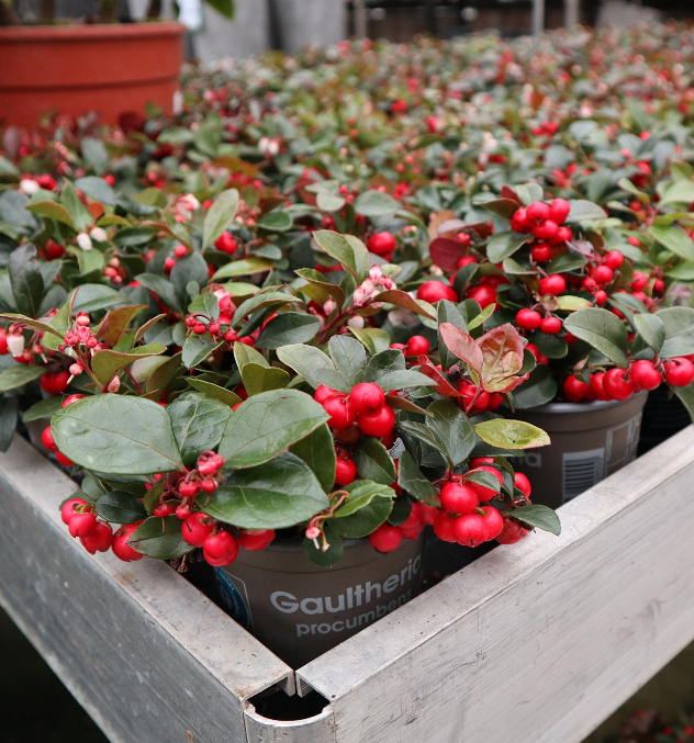Winterbloeiers en najaarsplanten kopen | Tuincentrum Kolbach in Rijswijk