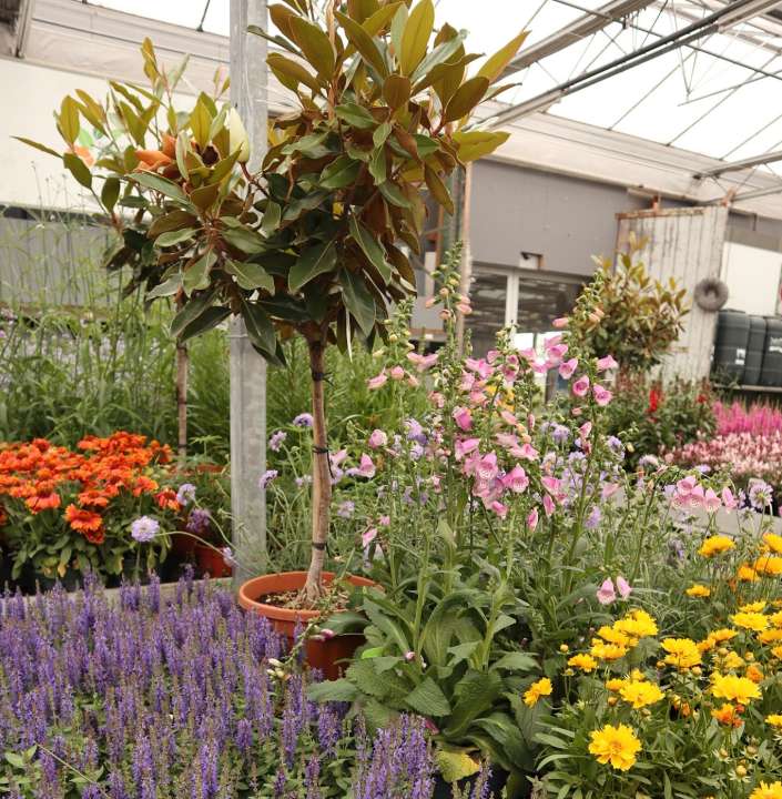 Zomerse tuinplanten kopen | Tuincentrum Kolbach in Rijswijk, Noord-Brabant